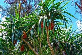 Image result for Pandanus odoratissimus
