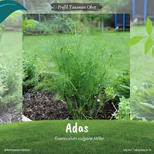Pin By Garden Ideas On Tanaman Plants Garden