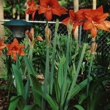 Image result for Amaryllidaceae