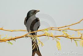Bird Sitting On Branch Pin On Bird Photographs