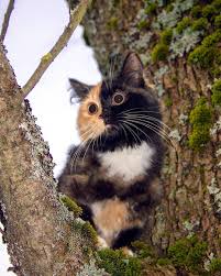 Black And Orange Tortoiseshell Kitten A Gorgeous Tortoiseshell Calico Cat Whose Adorable Face Is Half Orange And Half Black Beautiful Cats Cat Vs Cat Cute Cats