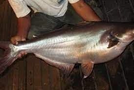 Warna Kulit Tak Bersih Jepang Tolak Ikan Patin Indonesia Republika Online