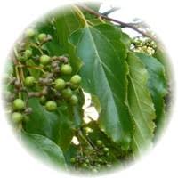 The flower stalk swells and becomes fleshy and lumpy, reddish brown colour. Japanese Raisin Tree