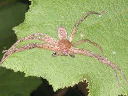 42 отметок «нравится», 8 комментариев — andrew boyd (@gandrew55) в instagram: Louisiana Spiders Pictures And Identification Green Nature