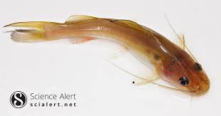 We are constantly updating our database with new slang terms, acronyms, and abbreviations. Reproductive Biology Of The Threatened Menoda Catfish Hemibagrus Menoda Hamilton 1822 In The Kangsha River Bangladesh Scialert Responsive Version