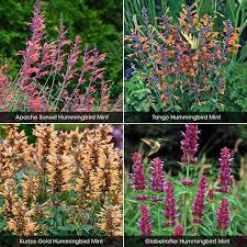 Homeour plantsherbal & ediblesagastache giant hyssop 'apache sunset'. Yellow Kudos Hummingbird Mint Hardy Agastache Quart Pot Anise Hyssop Shrubs Patio Lawn Garden Rayvoltbike Com