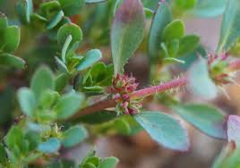 Image result for Bergia