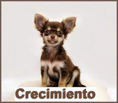 Chihuahua Tabla De Crecimiento Y Cuando Dejan De Crecer