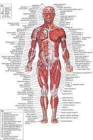 Anterior full body muscle diagram. Human Body Muscle System Diagram With Detailed Labels