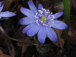 Image result for Isopyrum nipponicum