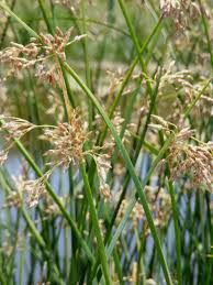 Image result for Schoenoplectus scirpoides