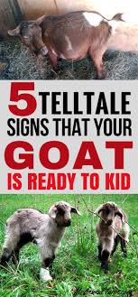 Goat Kidding Signs 5 Signs Your Goat May Be Ready To Kid With Images Goat Kidding Pygmy Goat Goat Care
