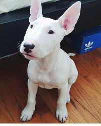 Black And White English Bull Terrier Puppy Pure White Bull Terrier Bull Terrier Terrier Dog Breeds Bull Terrier Puppy
