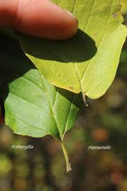 Image result for Hamamelis mollisi