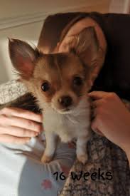 A 4 Month Old Chihuahua Puppy What To Expect Waggy Tales