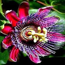 Image result for Passiflora quadrangularis