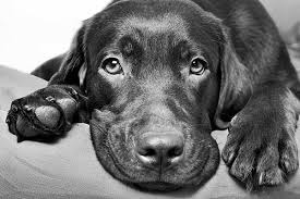 We believe in treating your fur friend with dignity, and strive for 100% satisfaction for our clients. What To Do With Pets When Their Owner Passes Away National Cremation