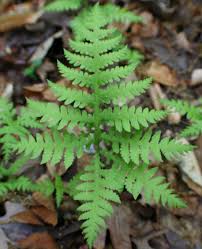 Check spelling or type a new query. Hardy Ferns Home Garden Information Center
