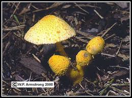So if you don't want a house full of yellow mushrooms, or if you fear kids or dogs eating them, you can try one of the following to get rid of them: The Amazing Fungi