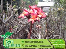 We did not find results for: Harga Pohon Kamboja Jepang