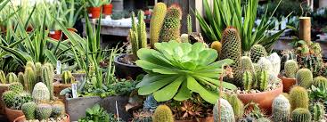 We provide materials for the impassioned gardener as well as the novice. Family Tree Nursery Linkedin