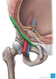 Male groin anatomy diagram of male pelvic area pubic area anatomy. Inguinal Ligament Attachments Function And Relations Kenhub