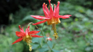 Image result for Aquilegia pompom mix