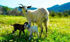 fotograf ahmet yilmaz fotograf