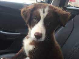 Did they refuse to give you your dog back after you came to retrieve it? My Dog Stole Your Userid And Password By David Grady Linkedin