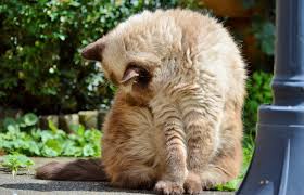 Malnourishment due to loss of appetite. Hairballs In Cats Causes Symptoms And What You Can Do About Them