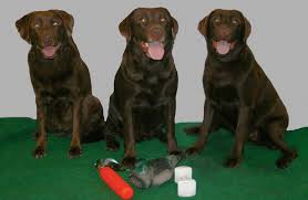 English lab puppies for sale in ct. Wilann Labradors Labrador Retriever Puppies Ct