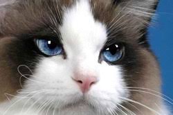 This ragdoll cat breeder list features breeders from around the world so you're guaranteed to find it's important that you buy a kitten from a reputable breeder as they are committed to the health and breed standards of their cats. Ragdoll Kittens For Sale In Pa Petfinder