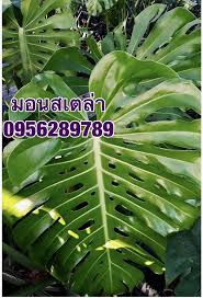 การปลูกมอนสเตอร่า ให้ใบสวย โตสง่า.🌿☘☘☘☘☘ ต้องเริ่ม จากรักตนเองให้ได้ รักต้นไม้ รักธรรมชาติ.แล้ว ที่กล่าวมาทั้งหมด ต้นไม้ก็จะสวย โตไว้ และ. à¸¡à¸­à¸™à¸ªà¹€à¸•à¸­à¸£ à¸² à¸¡à¸­à¸™à¸ªà¹€à¸•à¸¥ à¸²à¹„à¸ˆà¹à¸­ à¸™à¸— Monstera à¸¡à¸­à¸™à¸ªà¹€à¸•à¸¥ à¸² à¸­ à¸à¸Š à¸™ Seeds à¸à¸£ à¸‡à¹€à¸—à¸žà¸¡à¸«à¸²à¸™à¸„à¸£ 308642