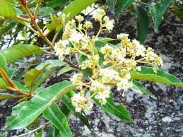 Image result for Bulbophyllum encephalodes