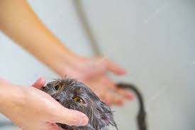 Kedi Banyosu