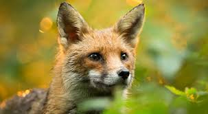 Free for commercial use no attribution required high quality images. Eco Activity 65 Introducing The Red Fox Earth Rangers Where Kids Go To Save Animals