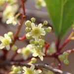 Image result for Gymnosporia senegalensis