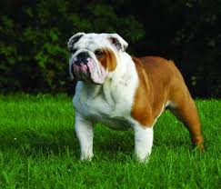 Once the litter you are looking for appears, please make sure you click on the breed name to find out more about them. English Bulldog Dog Breed Profile Petfinder