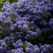 Push each seed 2 inches deep in the soil, and space them 2 to 3 inches apart. Ceanothus Blue Mound California Lilac Lilac Plant Plants