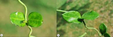 Image result for Ceropegia racemosa