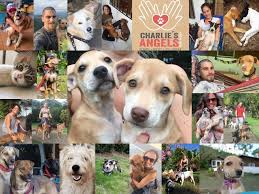 Effective immediately, we are changing our adoption hours and process. Charlie S Angels Animal Rescue Costa Rica Home Facebook