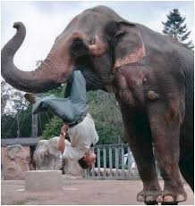 Animals attack human | Scary animals, Animal attack, Funny elephant