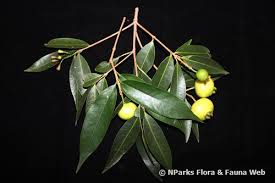 Image result for Syzygium jambos