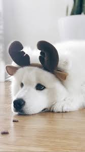 Pets Dogs Animal Dog Breeds Dog Funny Dog Photography Boxer Dog Dog Stuff Dog Training Dog Memes Dog And Puppi Cute Baby Animals Cute Animals Cute Dogs
