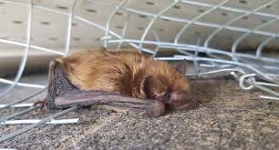 Image result for Bat Bite