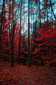 Check spelling or type a new query. 100 000 Best Autumn Background Photos 100 Free Download Pexels Stock Photos