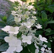 Mar 21, 2021 · librivox about. Hortensja Bukietowa Hydrangea Paniculata Mega Mindy R Ilvomindy Pbr Centrum Ogrodnicze Dammera