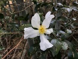 Image result for Theaceae