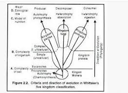 according to the five kingdom system of classification all