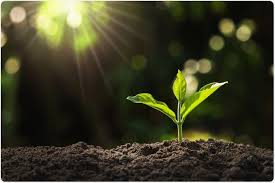Maybe you would like to learn more about one of these? A Guide To Plant Hormones
